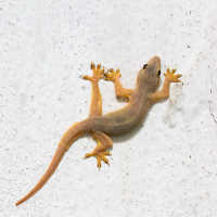 Mitos Kejatuhan Cicak di Kepala Bakal Sial, Ini Kata Buya Yahya