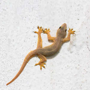 Mitos Kejatuhan Cicak di Kepala Bakal Sial, Ini Kata Buya Yahya