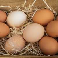 Harga Telur Ayam Tembus Rp41 Ribu per Kg, Ini Penyebabnya