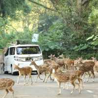 Harga Tiket Terbaru Taman Safari Bogor Selama Libur Lebaran: Ada Diskon Pengunjung