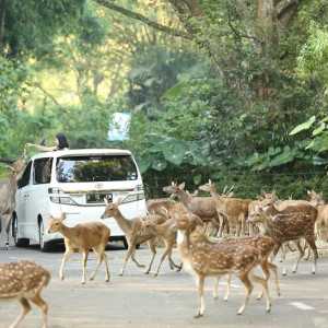Promo Masuk Taman Safari Puncak Bogor, Tiket Masuk Diskon 30 Persen