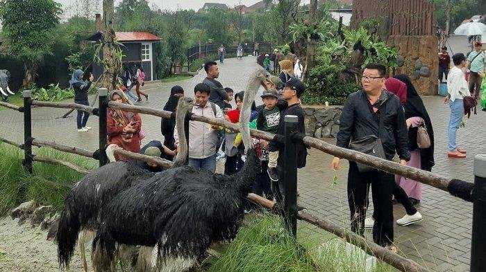 Wisata seru ke Lembang Park & Zoo