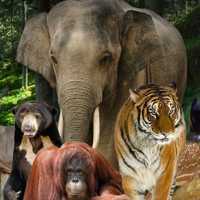 Wisata di Kebun Binatang Ragunan: Informasi, Wahana, dan Harga Tiket