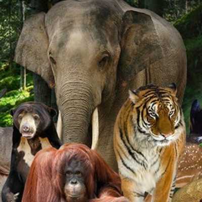 Promo HUT ke-499 Jakarta: Gratis masuk Taman Margasatwa Ragunan 3 hari