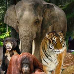 Wisata Malam Bonbin Ragunan, Catat Jadwal dan Harga Tiketnya