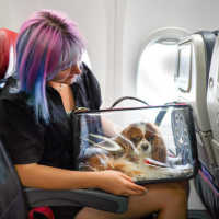 Ribut Pilot Lion Air di Turkish Airlines Gegara Anjing, Ini Aturan Bawa Hewan