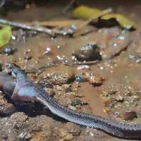 Mengenal Ular Naga Jawa, Reptil Mitos yang Tak Berbisa dan Tak Bisa Terbang