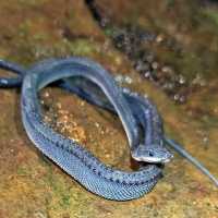 VIDEO: Hewan Mitologi Ular Naga Jawa Ditemukan di Pegunungan Sanggabuana