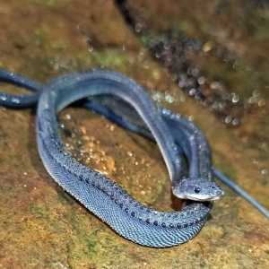 VIDEO: Hewan Mitologi Ular Naga Jawa Ditemukan di Pegunungan Sanggabuana