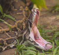 Nenek di Palopo Sulsel Tewas Ditelan Ular Piton