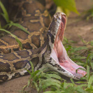 Nenek di Palopo Sulsel Tewas Ditelan Ular Piton