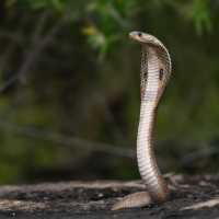 Ular Kobra Ini Mati Usai Digigit Balik Bocah yang Dipatuknya