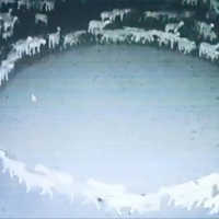 Fenomena Kawanan Domba Jalan Memutar Selama 12 Hari NonStop, Pakar Ungkap Penyebabnya