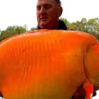 Ikan Mas Raksasa The Carrot Ditangkap di Danau Prancis