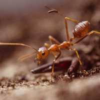 6 Hewan yang Umurnya Pendek, Ada yang Tak Sampai 5 Menit