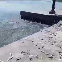 Ikan di Pulau Onrust Jakarta Naik ke Darat Disebut Tanda Gempa Besar, BMKG Buka Suara