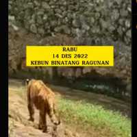 Harimau di Ragunan Terlihat Kurus Kering dan Lemas, Perawat Ungkap Penyebabnya