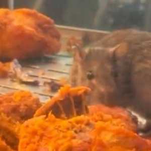 Restoran Ini Ditutup Paksa Gegara Ditemukan Tikus Sedang Nikmati Hidangan Ayam Goreng