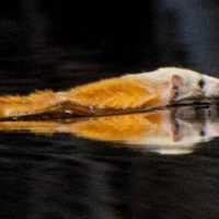 Hewan Langka Musang Kepala Putih Muncul di Sungai Sebangau, Ini Wujudnya