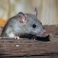 5 Bahan Alami Ampuh Usir Tikus dari Rumah Tanpa Gunakan Lem atau Racun