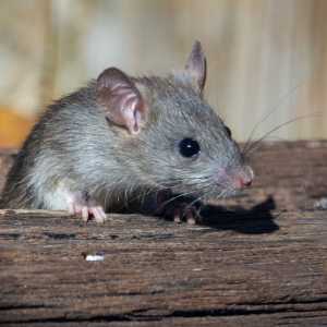 5 Bahan Alami Ampuh Usir Tikus dari Rumah Tanpa Gunakan Lem atau Racun
