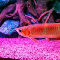 Pria Asal Sumut Kaget Ikan Arowana Rp15 Juta Digoreng Anaknya