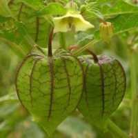 Ciplukan, Dulu Dikenal Tanaman Hama Kini Naik Kasta Jadi Tanaman Mahal Kaya Manfaat