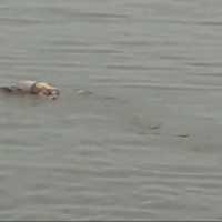 Momen Buaya Antar Jasad Balita yang Tenggelam di Sungai Mahakam Dalam Keadaan Utuh!