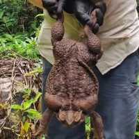 Kodok Monster Raksasa Bikin Gempar Australia, Langsung Disuntik Mati