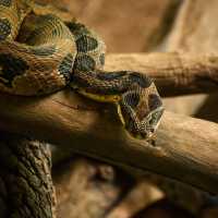 Ular Ternyata Tidak Takut Garam, Ini 5 Cara Mengusirnya