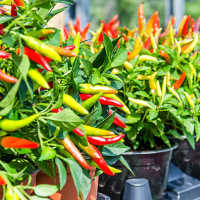 Cara Mudah tanam Cabai di Polybag Hingga Berbuah Lebat