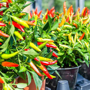 Cara Mudah tanam Cabai di Polybag Hingga Berbuah Lebat