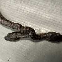 Ular Langka Berkepala Dua Bikin Heboh Warga, Begini Wujudnya