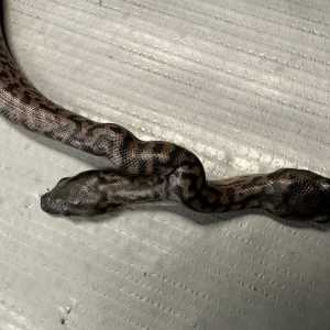 Ular Langka Berkepala Dua Bikin Heboh Warga, Begini Wujudnya