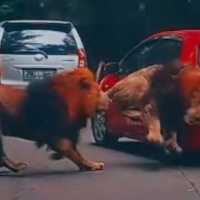 2 Singa di Taman Safari Prigen Berantem Hingga Terjang Mobil, Ini Videonya
