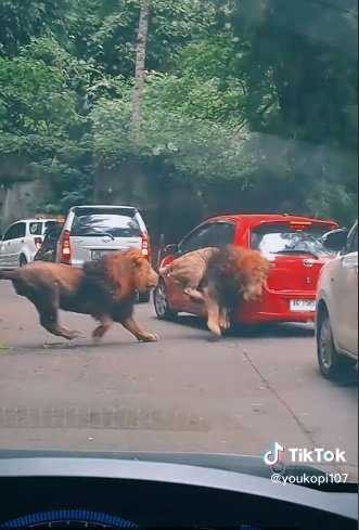     Dua singa Taman Safari Prigen berantem hingga menerjang mobil