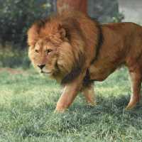 Usai terjang Mobil Pengunjung, Begini Kondisi yang Dialami Singa Taman Safari