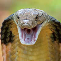 Seberapa Mematikan Bisa Ular King Kobra Hingga Bisa Tewaskan Manusia?