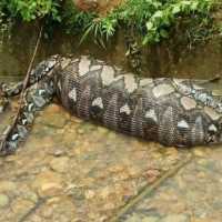 Ular Piton Makan Sapi Utuh di Gowa Berakhir Tragis