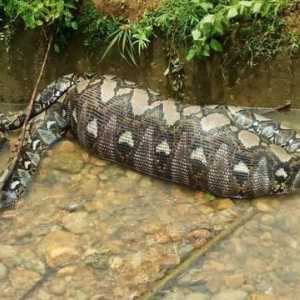 Ular Piton Makan Sapi Utuh di Gowa Berakhir Tragis