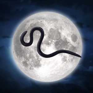 Saksikan Puncak Bulan Purnama Cacing Malam Ini, Bertepatan Nisfu Syaban