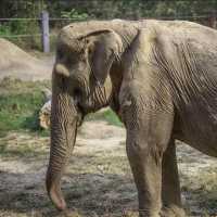 Miris! Sering Jadi Hewan Atraksi Angkut Turis, Punggug Gajah Pai Lin Rusak Permanen