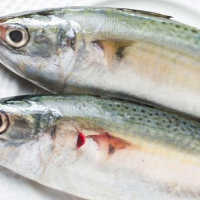 Harga Lebih Murah, Ikan Kembung Ternyata Lebih Kaya Vitamin dari Salmon