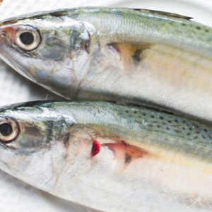 Harga Lebih Murah, Ikan Kembung Ternyata Lebih Kaya Vitamin dari Salmon