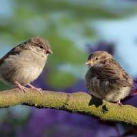 Kenapa Burung Tak Terjatuh Meski Tidur di Ranting Pohon?