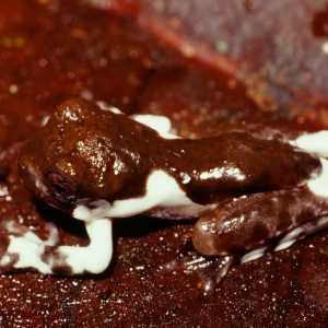 Spesies Katak Unik Ditemukan di Papua Nugini, Bisa Menyamar Jadi Kotoran Burung