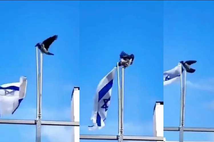     Burung Gagak buang bendera Israel