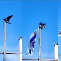 Viral Video Burung Gagak Copot Bendera Israel, Pertanda Apa?