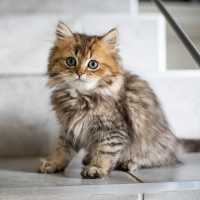 Pria di Kelapa Gading Tembak Mati Kucing, Kesal Mobilnya Ditiduri dan Dikencingi