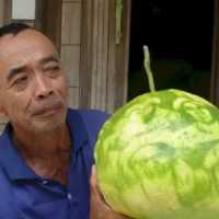 Geger Jeruk Bali Bergambar Wali Songo di Jepara, Daun dan Batangnya Kini Diserbu